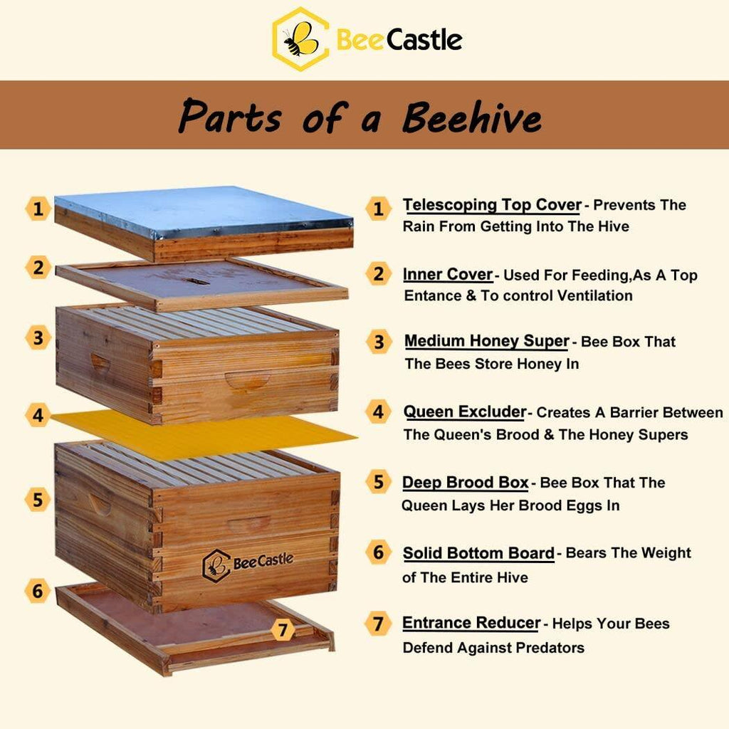 10-Frames Complete Beehive Kit, Beeswax Coated Bee Hive Includes Frames and Beeswax Coated Foundation Sheet (2 Layer)