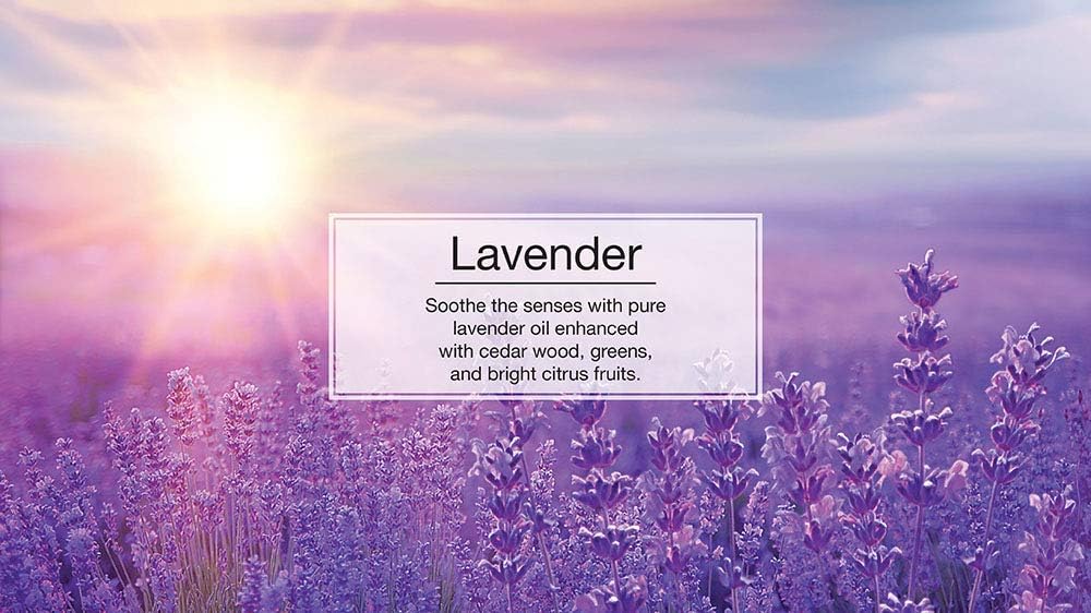 LITTLE TREES Air Fresheners Car Air Freshener. Hanging Tree Provides Long Lasting Scent for Auto or Home. Lavender, 24 Air Fresheners
