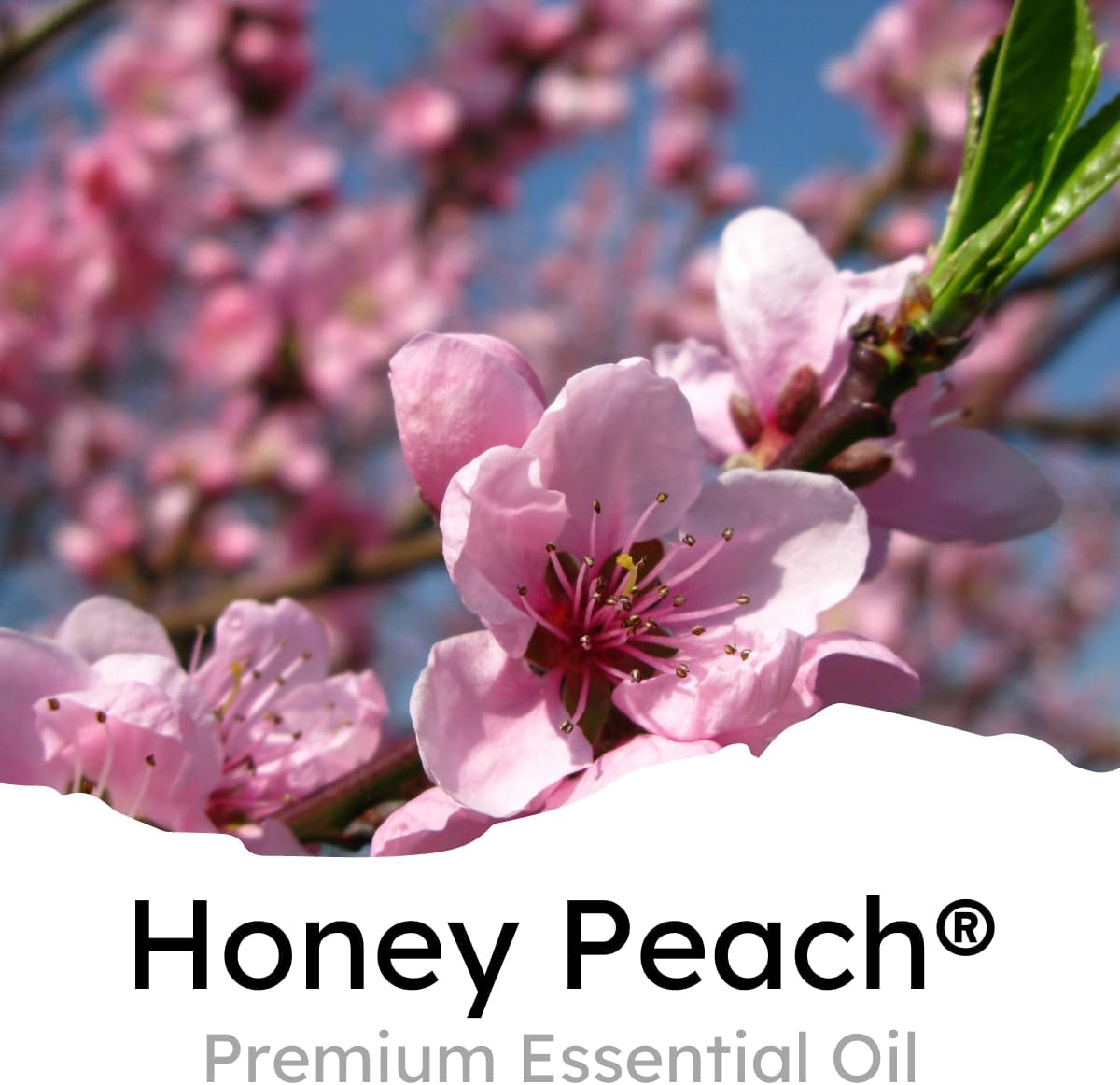 Air Jungles Honey Peach Scent Car Air Freshener Clip, 6 Car Freshener Vent Clips, 4ml Each, Long Lasting Air Freshener for Car, Up to 180 Days Car Refresher Odor Eliminator