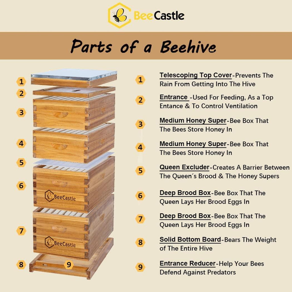 Bee Hive 10 Frame Complete Bee Hives and Supplies Starter Kit, Beeswax Coated Beehives for Beginners with Bee Hive Frame and Waxed Foundation Include 2 Deep Hive Box and 2 Medium Bee Hive Super