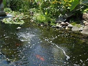 The Pond Guy Pond Aerator - Pond Aerator 1 for Ponds 1000-4000 Gallons