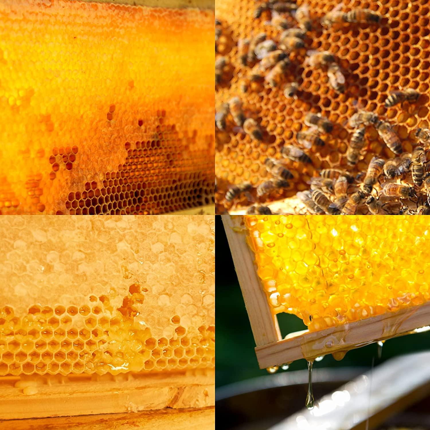 Bee Hive Complete Beehive Kit, Daxiga 10 Frame Beeswax Coated Bee Hive Includes Frames and Beeswax Coated Foundation Sheet (2 Layer)