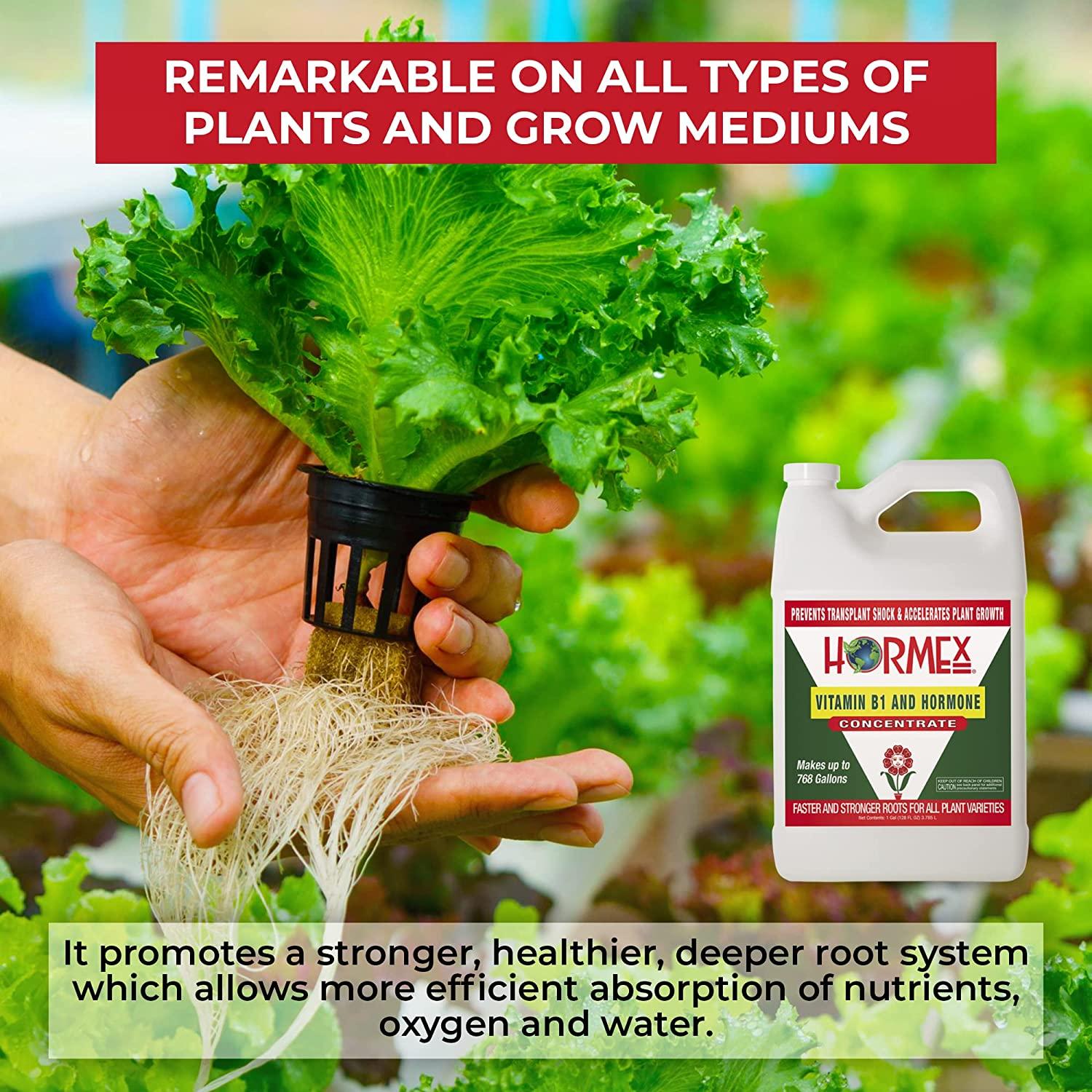 Hormex Vitamin B1 Rooting Hormone Concentrate | Prevents Transplant Shock | Accelerates Growth | Stimulates Roots | for All Plant Varieties and Grow Mediums Including Hydroponics (128 oz)