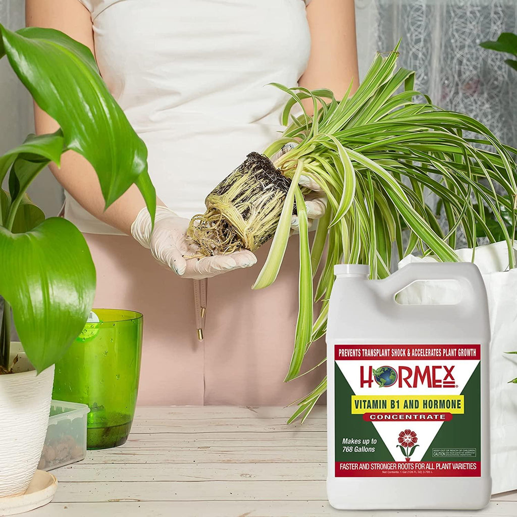 Hormex Vitamin B1 Rooting Hormone Concentrate | Prevents Transplant Shock | Accelerates Growth | Stimulates Roots | for All Plant Varieties and Grow Mediums Including Hydroponics (128 oz)