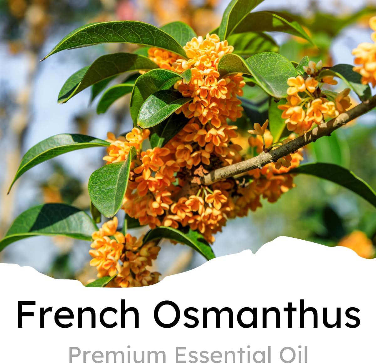 Air Jungles French Osmanthus Scent Car Air Freshener Clip, 6 Car Freshener Vent Clips, 4ml Each, Long Lasting Air Freshener for Car, Up to 180 Days Car Refresher Odor Eliminator