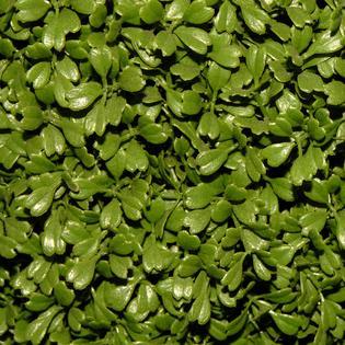 National Tree 60" Tall Artificial Green BoxTopiary Tree with Round Pot