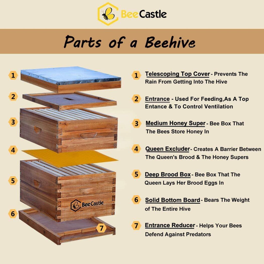 8 Frame Bee Hive Complete Beehive Kit, Beeswax Coated Bee Hive Includes Frames and Beeswax Coated Foundation Sheet (2 Layer)