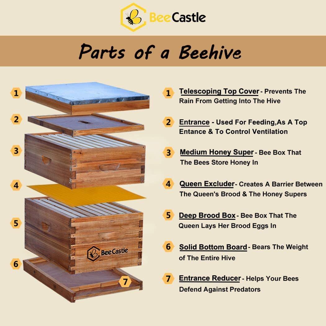 8 Frame Bee Hive Complete Beehive Kit, Beeswax Coated Bee Hive Includes Frames and Beeswax Coated Foundation Sheet (2 Layer)