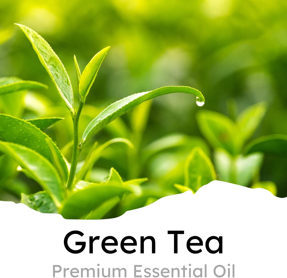 Air Jungles Green Tea Scent Car Air Freshener Clip, 6 Car Freshener Vent Clips, 4ml Each, Long Lasting Air Freshener for Car, Up to 180 Days Car Refresher Odor Eliminator