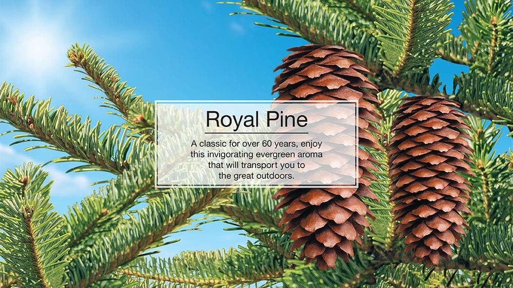 LITTLE TREES Air Fresheners Car Air Freshener. Hanging Tree Provides Long Lasting Scent for Auto or Home. Royal Pine, 24 Air Fresheners