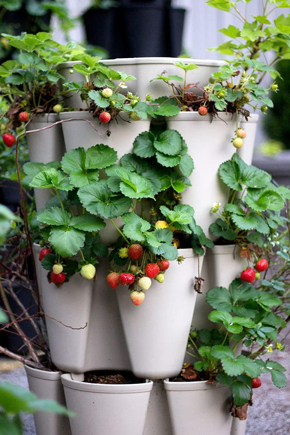 GreenStalk Patented Large 5 Tier Vertical Garden Planter with Patented Internal Watering System Great for Growing a Variety of Strawberries, Vegetables, Herbs, & Flowers (Stunning Stone)