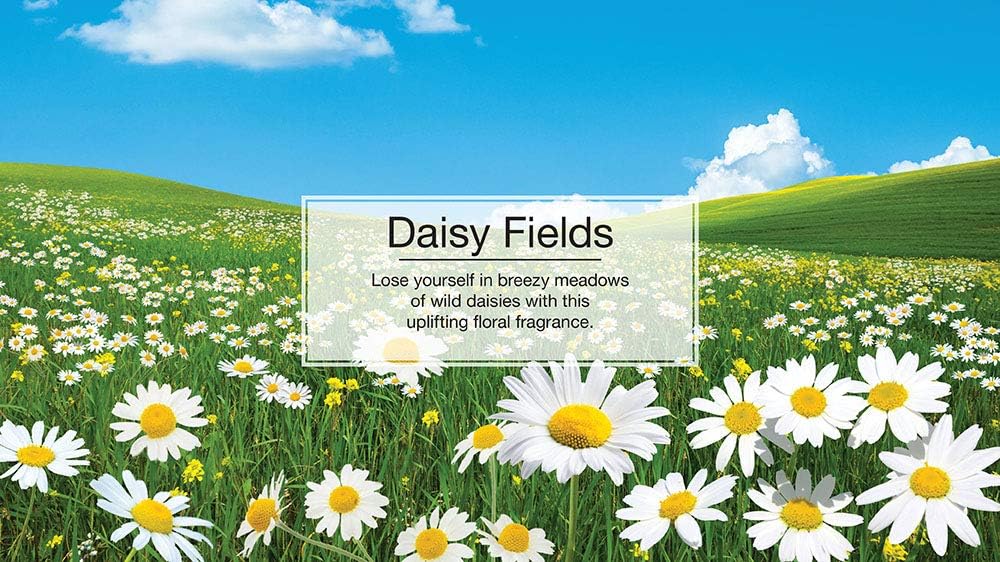 LITTLE TREES Air Fresheners Car Air Freshener. Hanging Tree Provides Long Lasting Scent for Auto or Home. Daisy Fields, 24 Air Fresheners