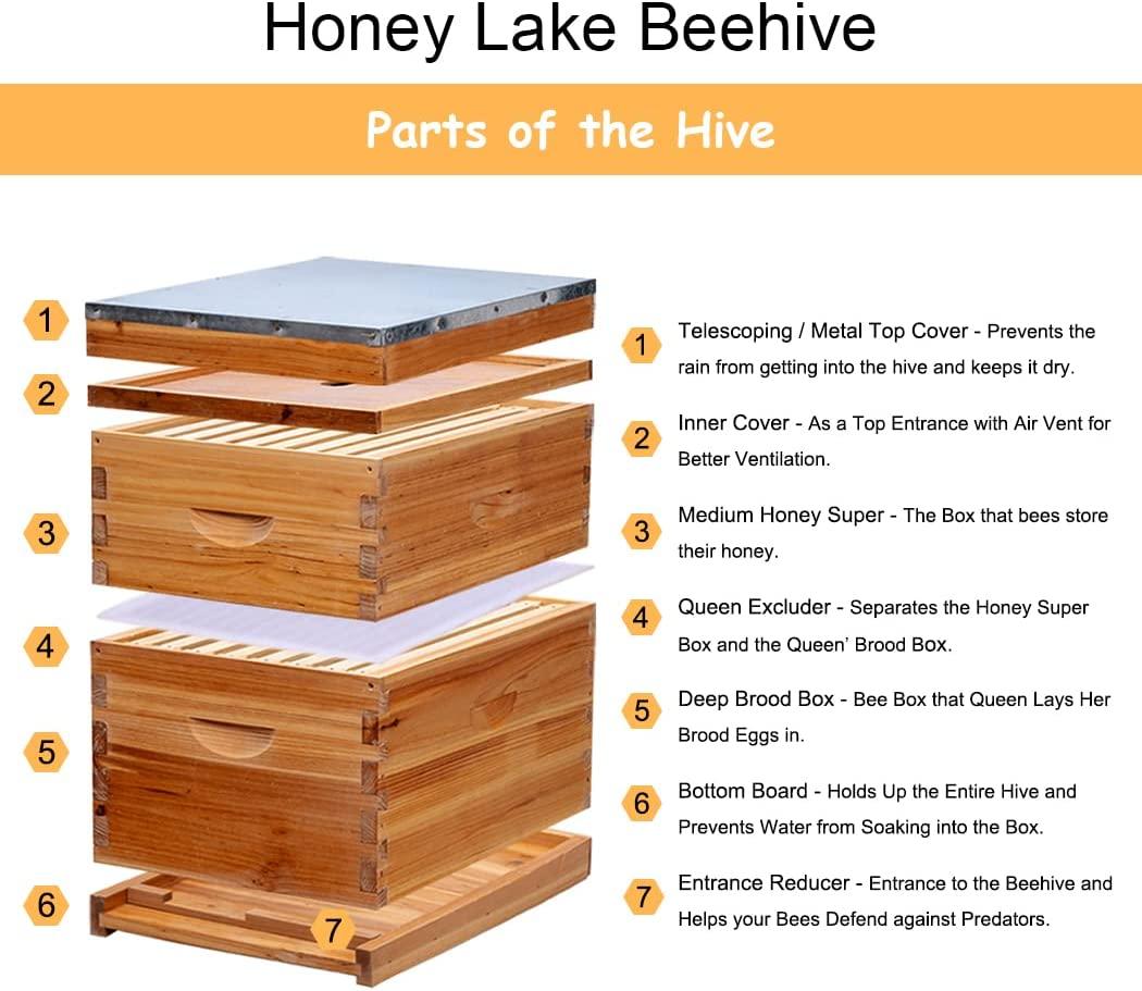 Honey Lake 8-Frame Bee Hive 1 Brood Beehive Box and 1 Medium Bee Hive Super Box,Bee Hives and Supplies Starter Kit Include Beehive Frames and Foundation Sheet