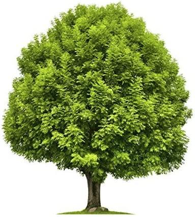 Mauget Stemix Plus 6ml All Purpose Fertilizer, Tree Injector, Pack of 24 Caps