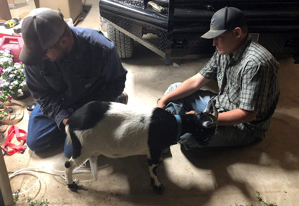 Hantop 3L Goat MilMachine,Portable Pulsation Vacuum Pump Goat Milker Livstock MilMachine (Basic Model)